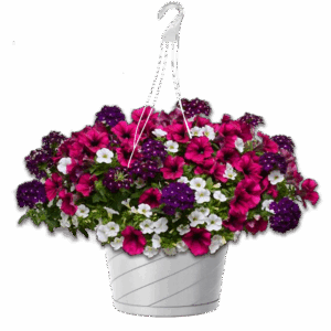 12" Hanging Basket Combo - Jazzberry Jam