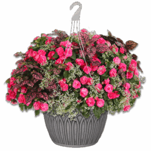 12" Hanging Basket Combo - Gloria Rose
