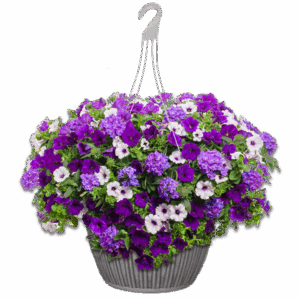 12" Hanging Basket Combo - Lilac Festival