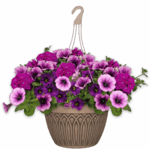 12" Hanging Basket Combo - Purple Cleopatra