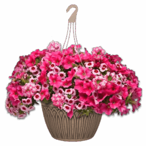 12" Hanging Basket Combo - Cherry Kiss