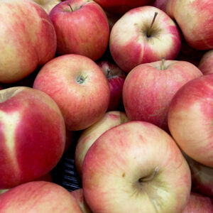 Apple Tree, Semi-Dwarf - Honeycrisp - 5 gal