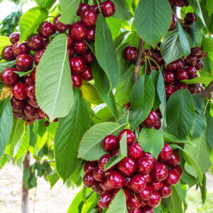 Cherry Tree, Semi-Dwarf - Sweet - Lapins - 5 gal