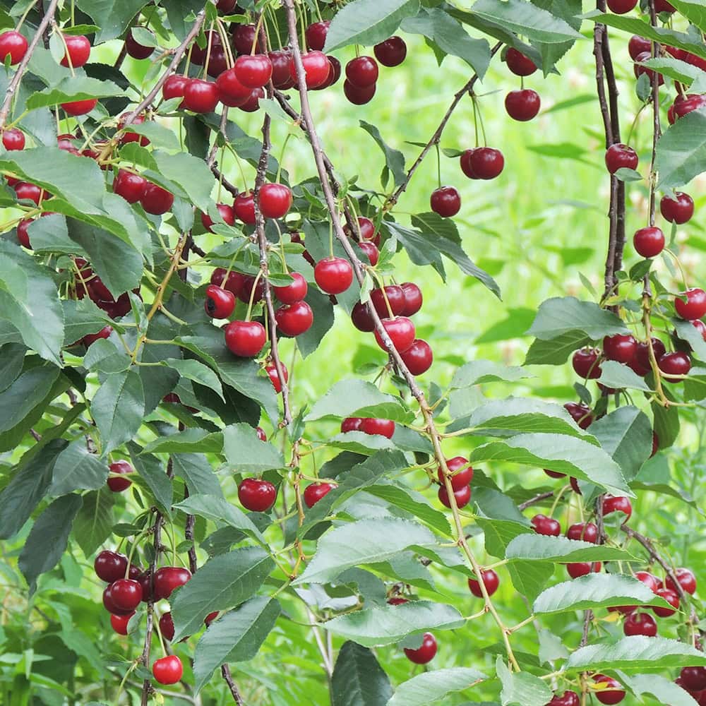 Cherry Tree, Semi-Dwarf - Combo All-in-One - 5 gal | Van Putte Gardens
