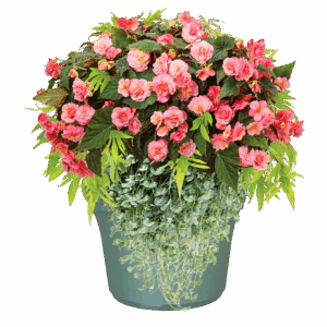14" Planter Combo - Champagne Toast