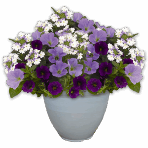 12" Fancy Planter Combo - Shocking Blue
