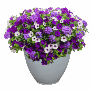12" Fancy Planter Combo - Lilac Festival