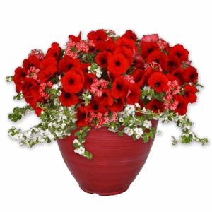 12" Fancy Planter Combo - Peppermint Dream