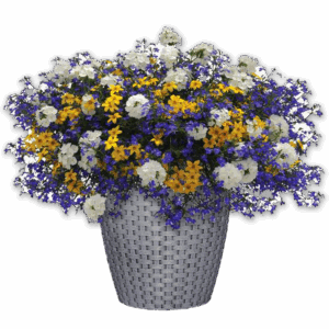 12" Fancy Planter Combo - Out Of The Blue