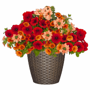 12" Fancy Planter Combo - Bel Air Red