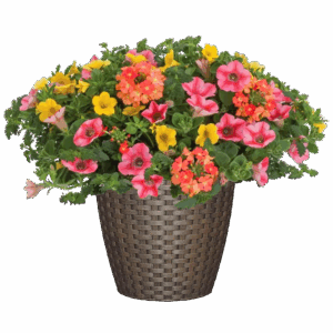 12" Fancy Planter Combo - Beach Bum