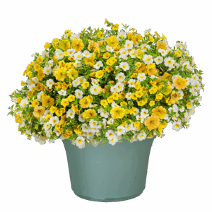 12" Planter Combo - Crushed Pineapple