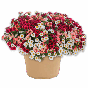 12" Planter Combo - Cherry Parfait