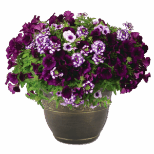 12" Fancy Planter Combo - Blue Skies