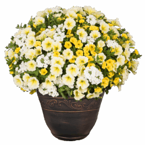 12" Fancy Planter Combo - Sunshine