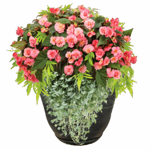 12" Fancy Planter Combo - Champagne Toast