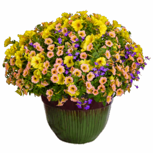 14" Fancy Planter Combo - Island In The Sun