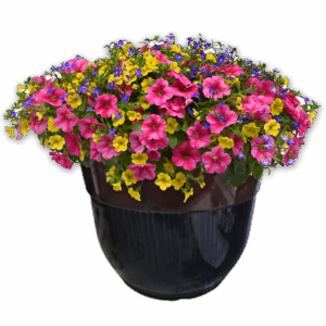 14" Fancy Planter Combo - Lip Sync