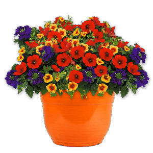 14" Fancy Planter Combo - Calypso