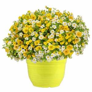 14" Fancy Planter Combo - Crushed Pineapple