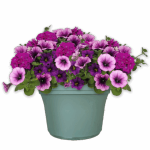 14" Planter Combo - Purple Cleopatra