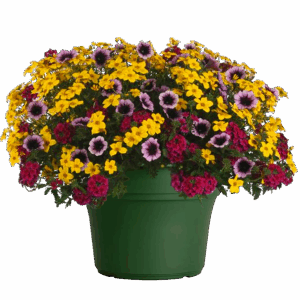 14" Planter Combo - Cajun Flare