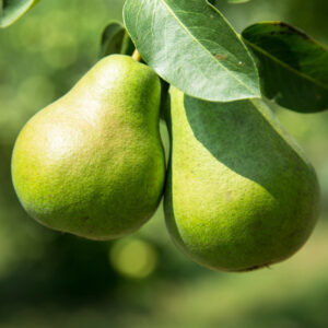 Pear Tree - Anjou (d'Anjou) - 5 gal