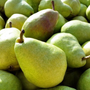 Pear Tree, Semi-Dwarf - Bartlett - 5 gal
