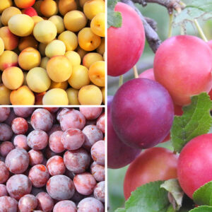 Plum Tree, Semi-Dwarf - Combo All-in-One - 5 gal