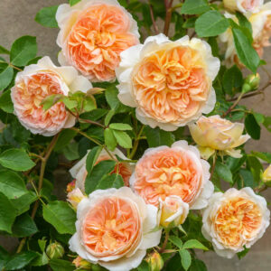 David Austin - Bathsheba, English Climbing Rose - 3 gal