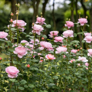 David Austin - Queen of Sweden, English Shrub Rose - 3 gal