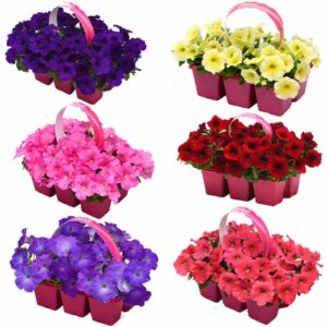 Wave Petunia Jumbo 6-Pack