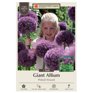 Allium Pinball Wizard Bulb 1PP