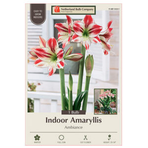 Amaryllis Ambiance Bulb 32CM