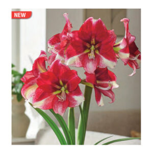 Amaryllis American Dream Bulb 30CM