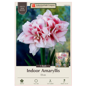 Amaryllis Elvas Bulb 34CM