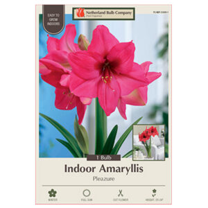 Amaryllis Pleazure Bulb 34CM