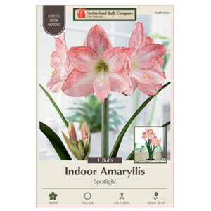Amaryllis Spotlight Bulb 30CM