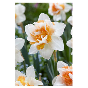 Daffodil Replete Bulb 7PP