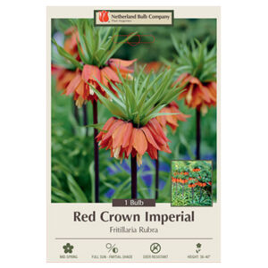 Fritillaria Red Crown Imperial Bulb 1PP