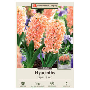 Hyacinth Gipsy Queen Bulb 5PP