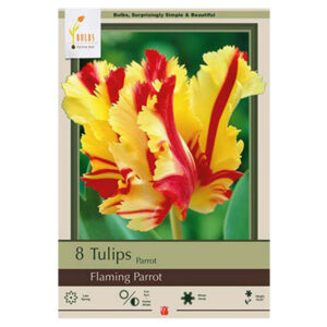 Tulip Flaming Parrot Bulb 7PP