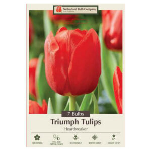 Tulip Heartbreaker Bulb 7PP