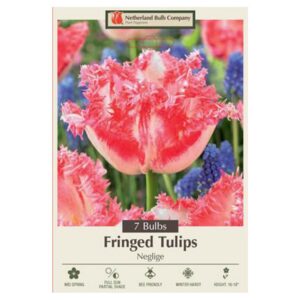 Tulip Neglige Bulb 7PP