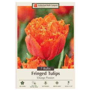 Tulip Orange Passion Bulb 7PP