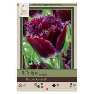 Tulip Purple Crystal Bulb 7PP