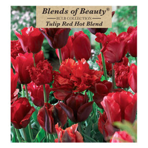 Tulip Red Hot Blend 12PP