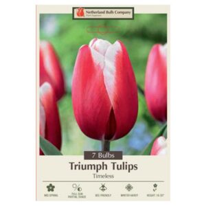 Tulip Timeless Bulb 7PP