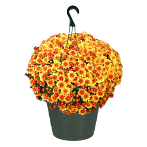 10" Hanging Basket Mum Autumn Envy Bronze