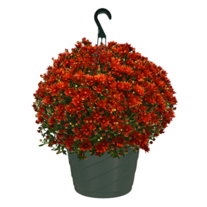 10" Hanging Basket Mum Zuma Orange